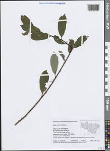 Salix phylicifolia L., Eastern Europe, Central region (E4) (Russia)
