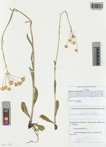 Tephroseris integrifolia (L.) Holub, Siberia, Altai & Sayany Mountains (S2) (Russia)