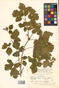 Rubus caesius L., Eastern Europe, West Ukrainian region (E13) (Ukraine)