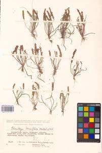 Plantago tenuiflora Waldst. & Kit., Middle Asia, Caspian Ustyurt & Northern Aralia (M8) (Kazakhstan)