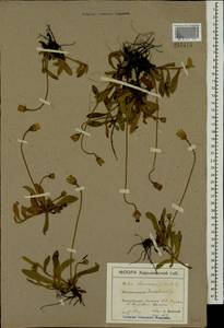 Pilosella officinarum Vaill., Eastern Europe, North Ukrainian region (E11) (Ukraine)