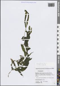 Potamogeton praelongus Wulfen, Siberia, Baikal & Transbaikal region (S4) (Russia)