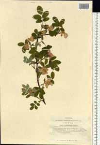Rosa acicularis Lindl., Siberia, Altai & Sayany Mountains (S2) (Russia)