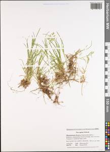 Poa supina Schrad., Eastern Europe, Northern region (E1) (Russia)