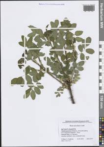 Rosa acicularis Lindl., Eastern Europe, North-Western region (E2) (Russia)