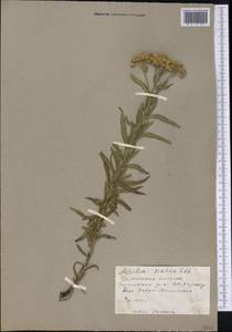 Achillea alpina subsp. alpina, Siberia, Baikal & Transbaikal region (S4) (Russia)