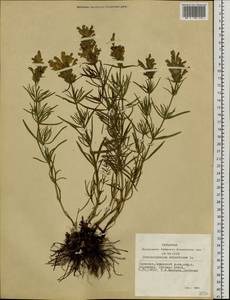Dracocephalum ruyschiana L., Siberia, Altai & Sayany Mountains (S2) (Russia)