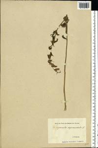 Campanula rapunculoides L., Eastern Europe, Estonia (E2c) (Estonia)