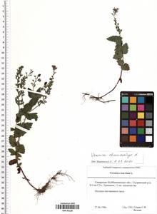 Veronica chamaedrys L., Eastern Europe, Middle Volga region (E8) (Russia)