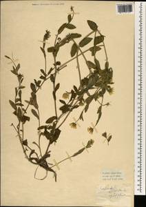 Calendula arvensis L., South Asia, South Asia (Asia outside ex-Soviet states and Mongolia) (ASIA) (Turkey)
