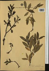 Salix myrsinites L., Western Europe (EUR) (Austria)