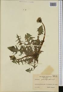 Taraxacum pectinatiforme H. H. Lindb., Western Europe (EUR) (Sweden)