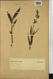Cephalanthera rubra (L.) Rich., Western Europe (EUR) (Germany)