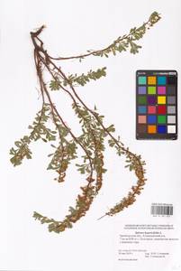 Spiraea hypericifolia L., Eastern Europe, Eastern region (E10) (Russia)