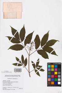Sambucus racemosa L., Eastern Europe, Central region (E4) (Russia)