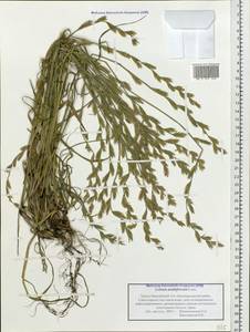 Lolium multiflorum Lam., Siberia, Western Siberia (S1) (Russia)