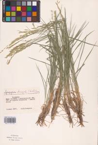 Agropyron fragile (Roth) P.Candargy, Eastern Europe, Lower Volga region (E9) (Russia)