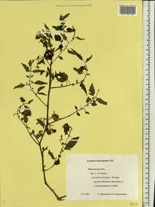 Solanum lycopersicum L., Eastern Europe, Central forest region (E5) (Russia)