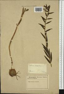 Lilium bulbiferum L., Western Europe (EUR) (Slovenia)