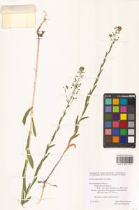 Neslia paniculata (L.) Desv., Eastern Europe, Central forest-and-steppe region (E6) (Russia)