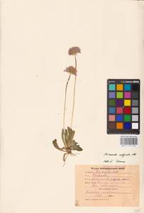 Primula algida Adams, Caucasus, Stavropol Krai, Karachay-Cherkessia & Kabardino-Balkaria (K1b) (Russia)