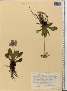 Primula auriculata Lam., Caucasus, Stavropol Krai, Karachay-Cherkessia & Kabardino-Balkaria (K1b) (Russia)