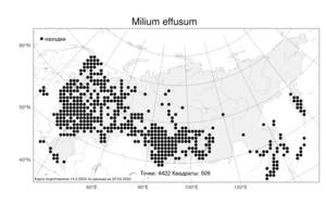Milium effusum L., Atlas of the Russian Flora (FLORUS) (Russia)