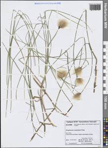 Eriophorum chamissonis C.A.Mey., Siberia, Central Siberia (S3) (Russia)