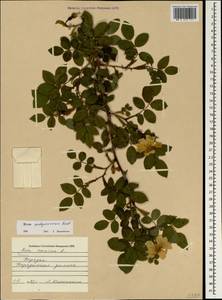 Rosa canina var. andegavensis (Bastard) N. H. F. Desp., Crimea (KRYM) (Russia)