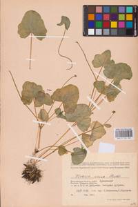 Ficaria verna Huds., Eastern Europe, Lower Volga region (E9) (Russia)