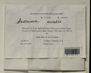 Andreaea nivalis Hook., Bryophytes, Bryophytes - Russian Far East (excl. Chukotka & Kamchatka) (B20) (Russia)
