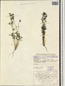 Leptopyrum fumarioides (L.) Rchb., Mongolia (MONG) (Mongolia)