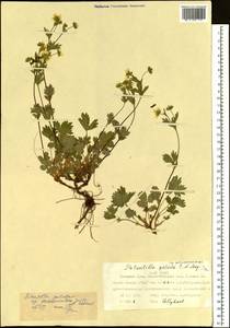 Potentilla crantzii subsp. gelida (C.A.Mey.) Soják, Siberia, Western Siberia (S1) (Russia)