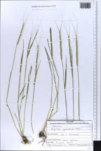 Aegilops cylindrica Host, Eastern Europe, North Ukrainian region (E11) (Ukraine)