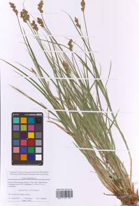Carex leporina L., Eastern Europe, Moscow region (E4a) (Russia)