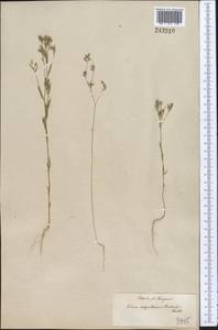 Linum corymbulosum Rchb., Middle Asia, Muyunkumy, Balkhash & Betpak-Dala (M9) (Kazakhstan)