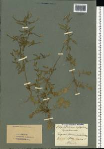 Sisymbrium officinale (L.) Scop., Eastern Europe, Eastern region (E10) (Russia)
