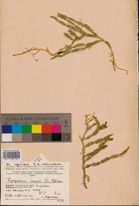 Spinulum annotinum subsp. dubium (Zoëga) J.H.Xue, Chepinoga & K.P.Ma, Eastern Europe, Northern region (E1) (Russia)