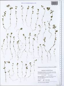 Euphrasia wettsteinii G.L.Gusarova, Eastern Europe, Northern region (E1) (Russia)