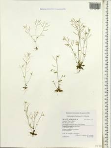 Arabidopsis thaliana (L.) Heynh., Africa (AFR) (Portugal)