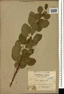 Cotinus coggygria Scop., Caucasus, Armenia (K5) (Armenia)