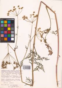 Chaerophyllum prescottii DC., Eastern Europe, Lower Volga region (E9) (Russia)
