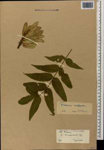 Fraxinus excelsior L., Caucasus, Stavropol Krai, Karachay-Cherkessia & Kabardino-Balkaria (K1b) (Russia)