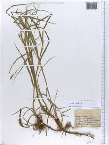 Carex hirta L., Eastern Europe, Central region (E4) (Russia)