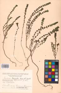 Euphrasia × vernalis List, Eastern Europe, Moscow region (E4a) (Russia)