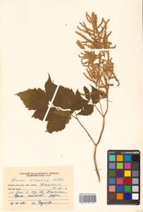 Aruncus dioicus (Walter) Fernald, Siberia, Russian Far East (S6) (Russia)