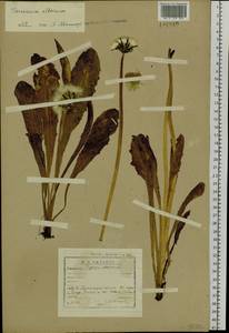 Taraxacum ceratophorum (Ledeb.) DC., Siberia, Baikal & Transbaikal region (S4) (Russia)