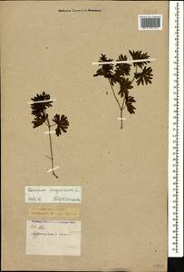Geranium sanguineum L., Caucasus, Krasnodar Krai & Adygea (K1a) (Russia)