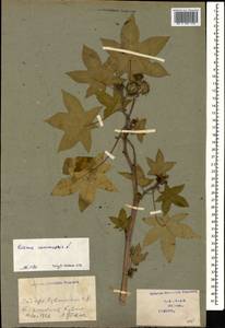 Ricinus communis L., Caucasus, Georgia (K4) (Georgia)