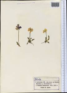 Viola altaica Ker Gawl., Middle Asia, Northern & Central Tian Shan (M4) (Kyrgyzstan)